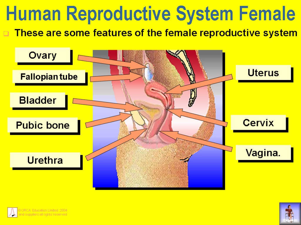 Human Reproductive System Female These are some features of the female reproductive system Bladder